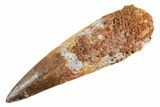 Fossil Spinosaurus Tooth - Near Complete Root! #347164-1